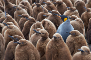 A brilliant blue penguin stands out among several boring brown ones.